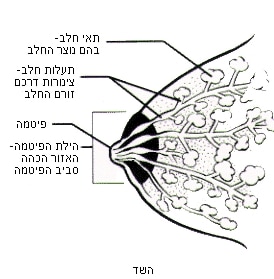 שרטוט של שד ותאור תאי החלב, תעלות החלב, פיטמה והילת הפיטמה