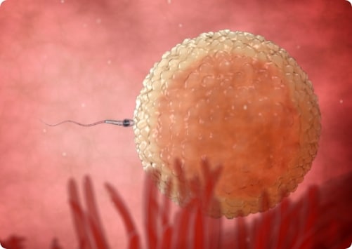 זרע חודר אל הביצית אילוסטרציה