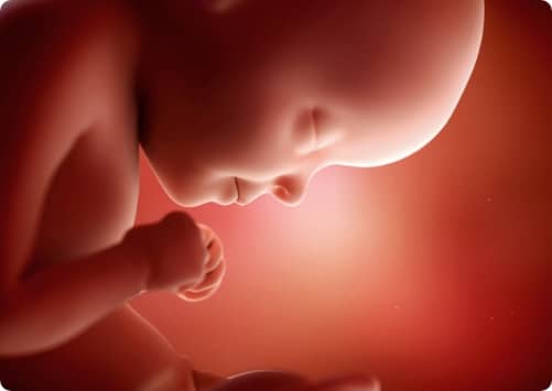 עובר ברחם בשבוע הריון עשרים ותישעה